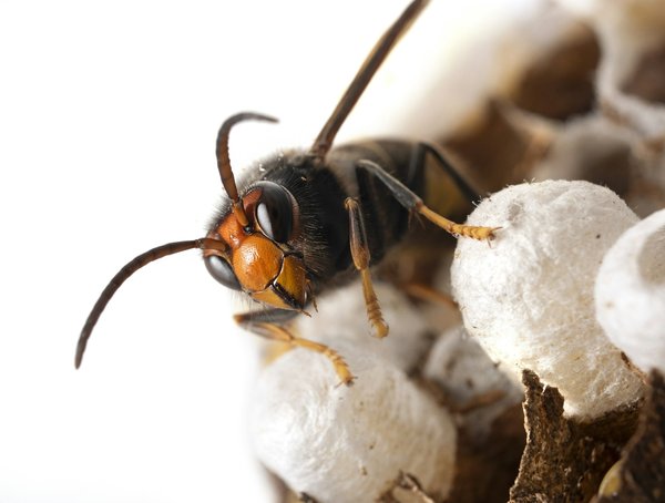 Destruction de nids de frelons asiatiques : services et prix